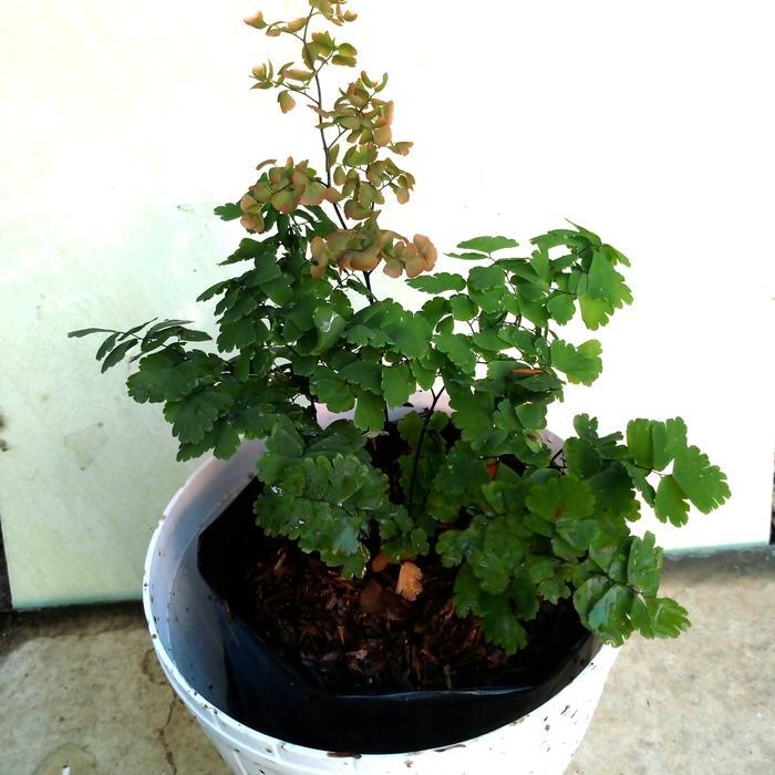 Tanaman Hias Suplir Melati Langka