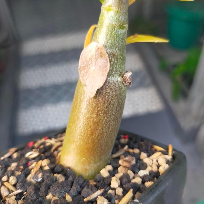 Adenium Arabicum hybrid Black King