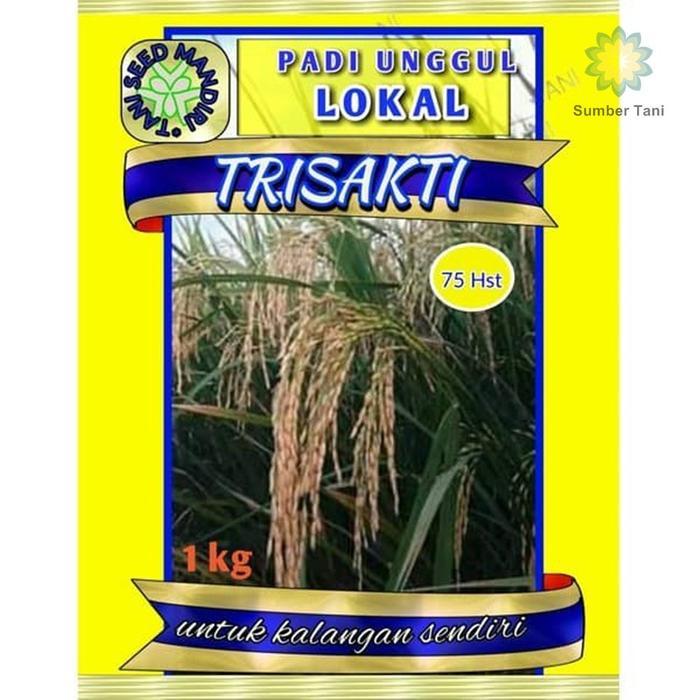 BENIH PADI TRISAKTI 75HST Benih Padi Unggul
