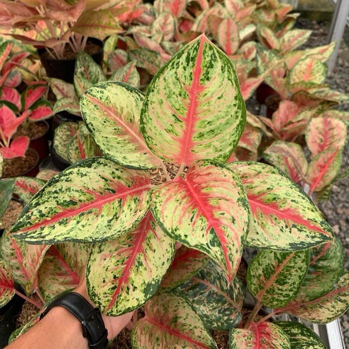 Ada Stok Tanaman hias aglonema sweet dream - Aglonema sweet dreams