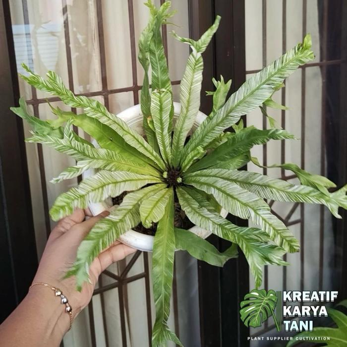Ada Stok Tanaman hias kadaka varigata - Kadaka varigata