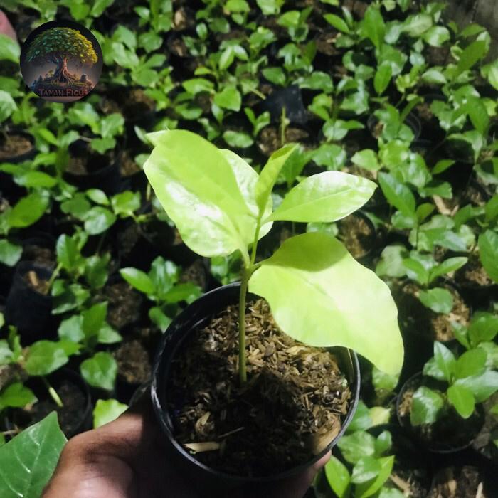 Bibit baobab adansonia Paket 300 Bibit Pohon Baobab Adansonia untuk Penghijauan dan Koleksi Tanaman 
