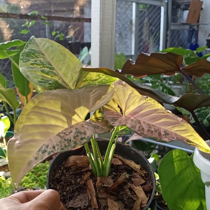 syngonium pink flecked