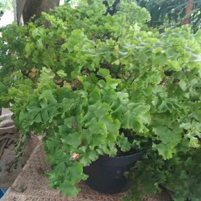 tanaman hias pakis suplir/pohon suplir rimbun