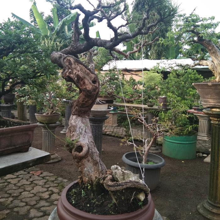 BonsaiBagus Pot Bonsai Keramik GP-2 Bulat Ceper Medium Size Diameter 28cm Tinggi 8cm Asli Import
