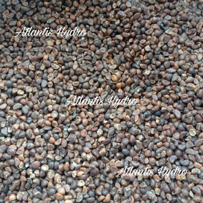 Benih Kangkung Super / Benih Microgreen dan Hidroponik 1Kg MURAH