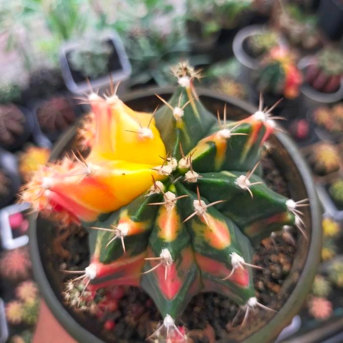 Gymno Miha Hybrid Variegata Joss Induk Seedling