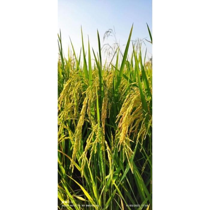 BENIH PADI MR269 5KG ORIGINAL