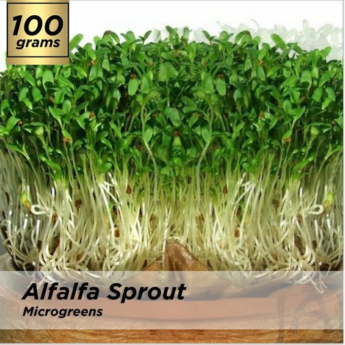 Benih Microgreen Alfalfa Sprout Kemasan 100 Grm