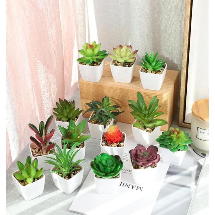 Kaktus Mini Aesthetic / Tanaman Hiasan / Aneka Macam kaktus / Tanaman Hiasan Plastik / Vas