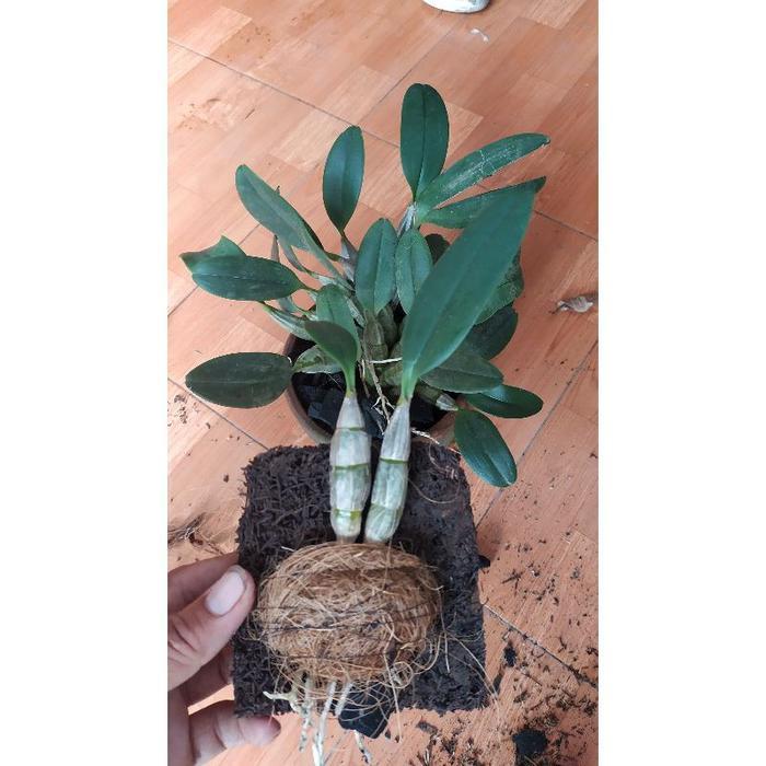 anggrek agregatum murah