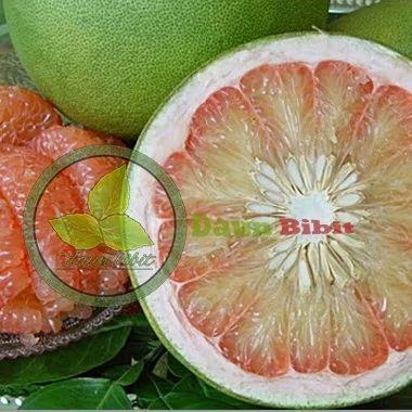 Rabbit_House23 Bibit Jeruk Bali Merah Grafting Pohon Buah Segar Untuk Taman Rumah Anda