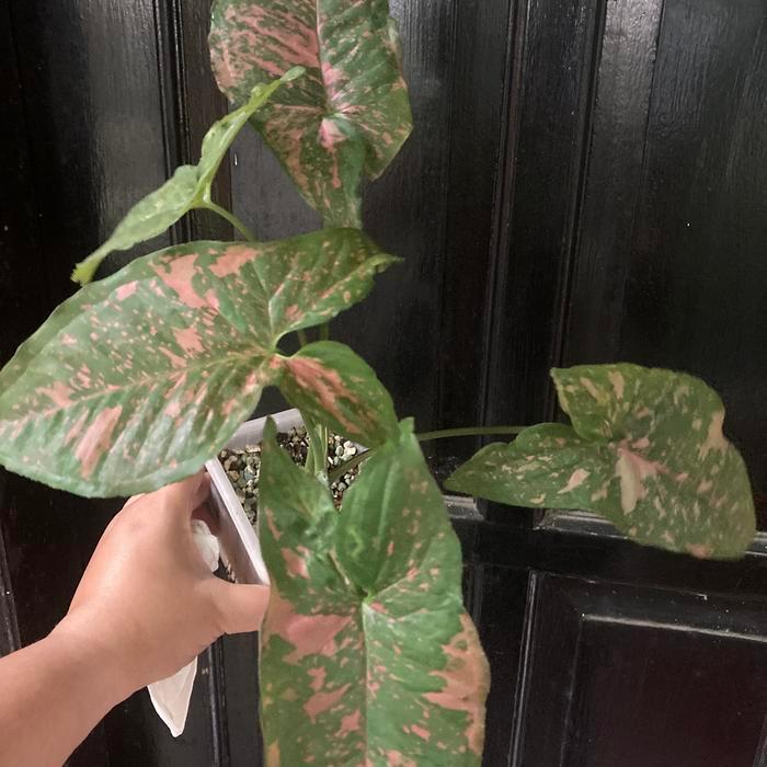 syngonium pink allusion