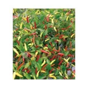 Benih cabe rawit MARUTI F1 10 gram cabe rawit putih maruti 10gr Tanaman