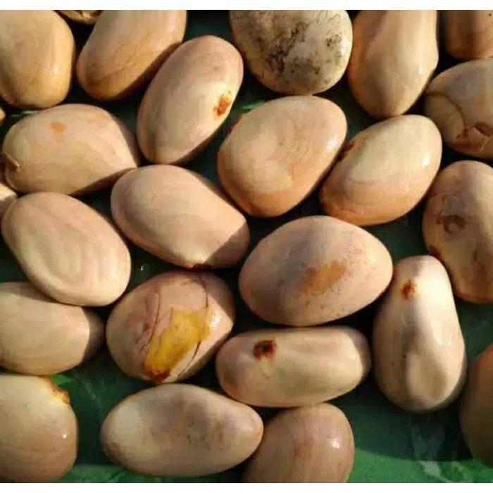 BIJI NANGKA ATAU BETON NANGKA