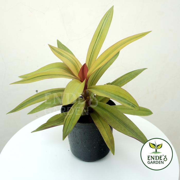 Tanaman Adam Hawa Kuning