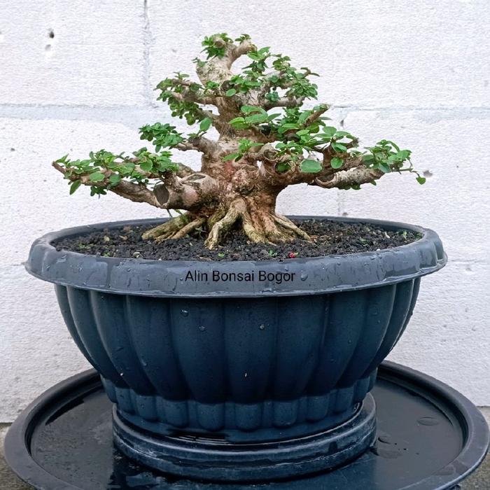 Bonsai Sancang Berbatang Besar dan Bogel Ukuran Medium Tinggi 25 cm Cocok untuk Koleksi dan Pameran