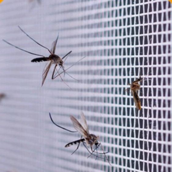 kasa nyamuk anti nyamuk kaen nylon strimin nyamuk