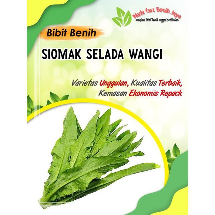 100 biji Benih selada siomak - bibit sayuran siomak
