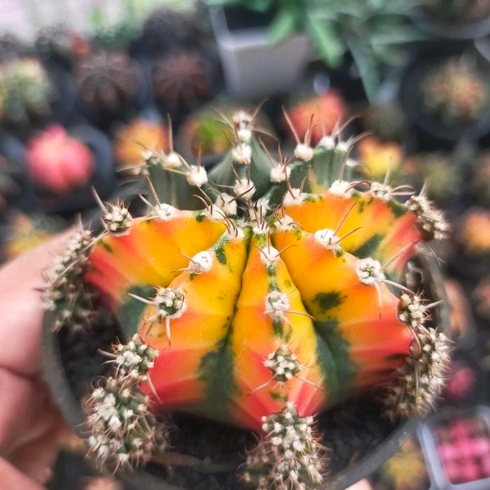 Gymno Miha Hybrid Variegata Half Moon Calon Induk