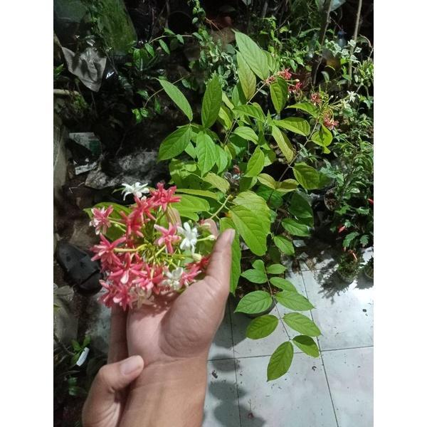 Melati belanda 1mtr berbunga rimbun