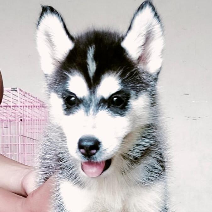 Siberian Husky Betina