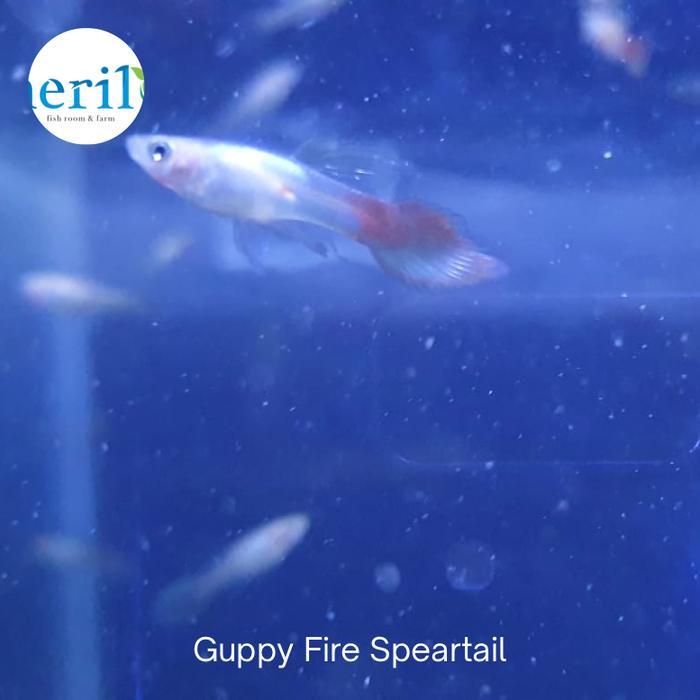 Bisa E-Faktur Guppy Fire Speartail / Guppy Spear Tail Fire