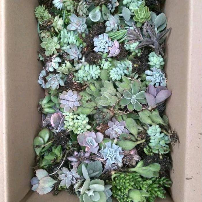 souvenir sekulen isi Paket Tanaman Hias Sukulen 30 Pcs Jenis Bervariasi untuk Souvenir Dekorasi Mini