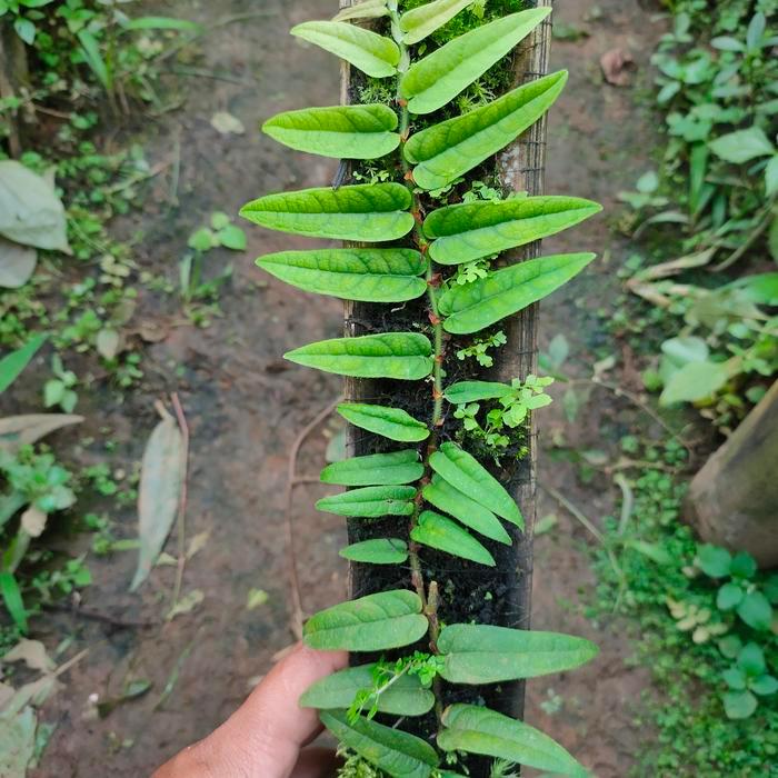 ficus villosa sp panama