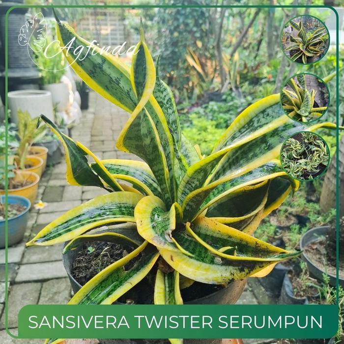 Sansivera Twister Besar (Ukuran Jumbo) Tanaman Outdoor - Indoor Sansiviera Cyllindrica