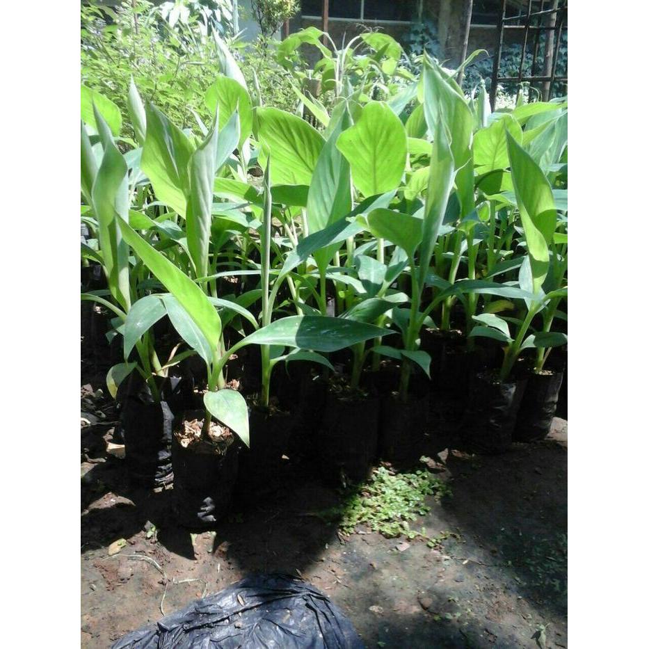 Pisang Kepok Kuning Kultur Jaringan