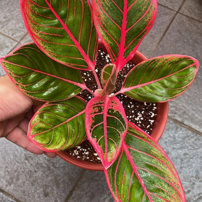 aglaonema lipstik kanza