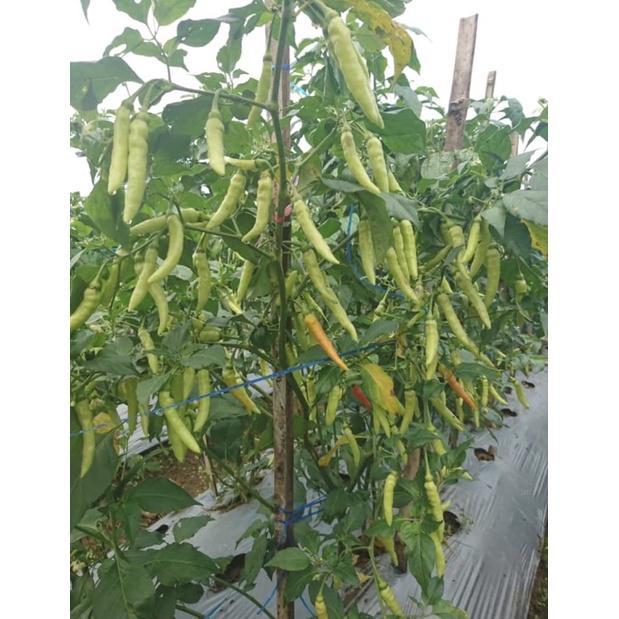 benih cabe ammbon 10 gram