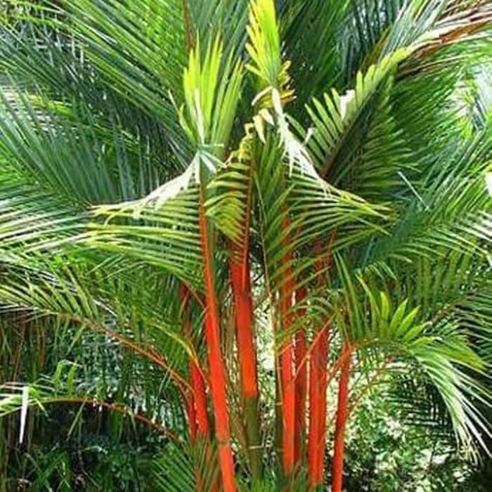 Tanaman Palem pinang merah