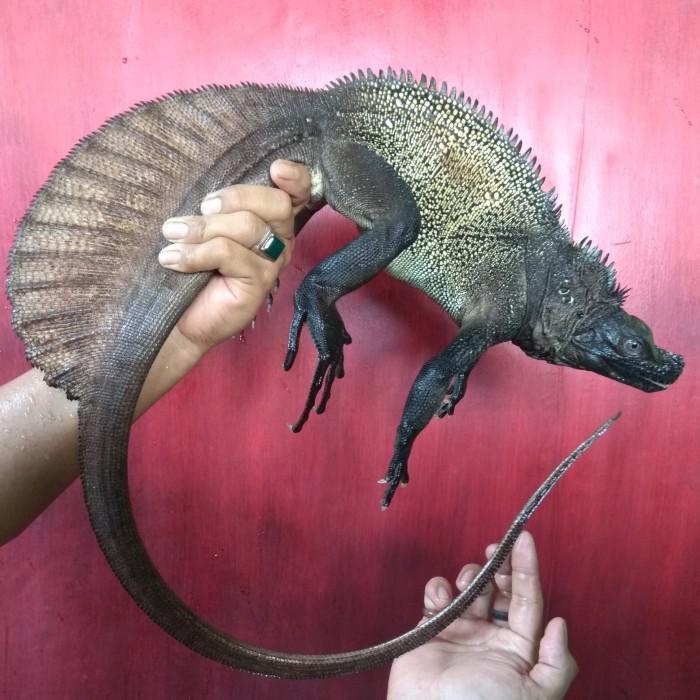 Soa layar reftile lokal hydrosaurus celebensis calon indukan soa_soa layar