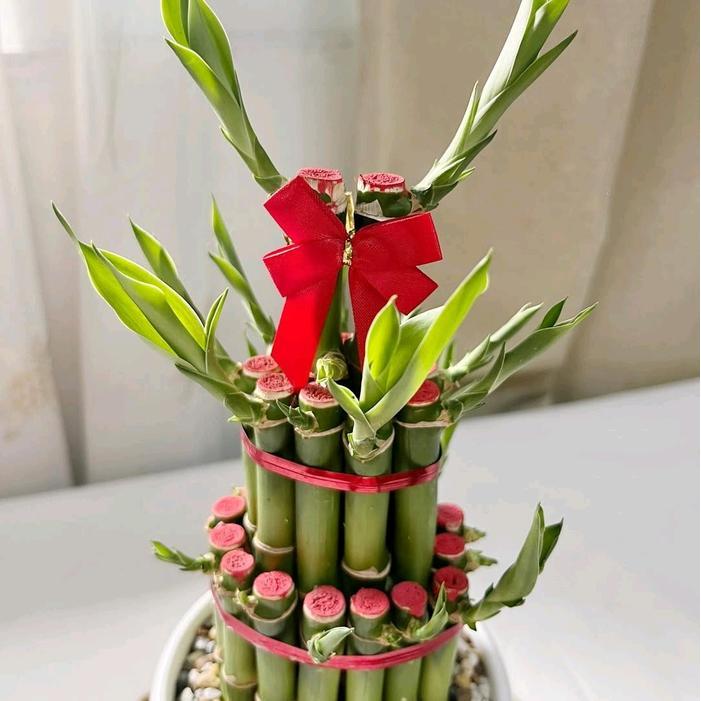 Nimira_Amira Ornamen Tanaman Hias Bambu Hoki Susun Hidup - Tanaman Hidup Bambu Hoki Susun Ornamen