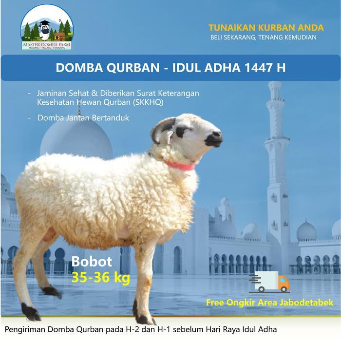 Qurban Domba Idul Adha Master Domba Farm Kambing Kurban Murah Berat 35kg Jaminan Sehat Gratis Ongkir