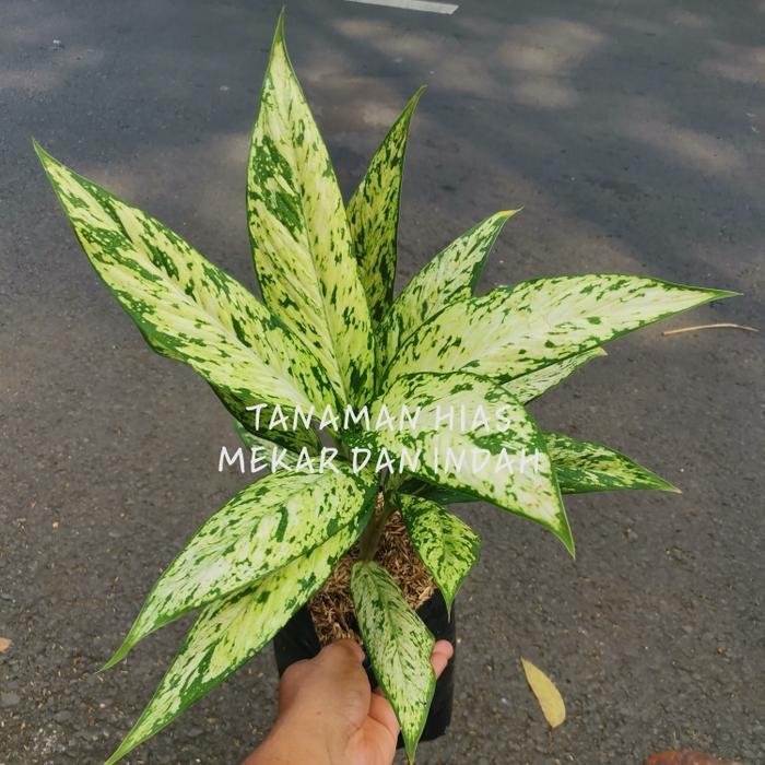 tanaman hias blanceng bulu ayam, aglonema bulu ayam, diffenbachia