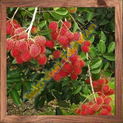 Terangbenderangshop Benih Bibit Buah Tanama Rambutan Rapiah Okulasi Steak Cangkok