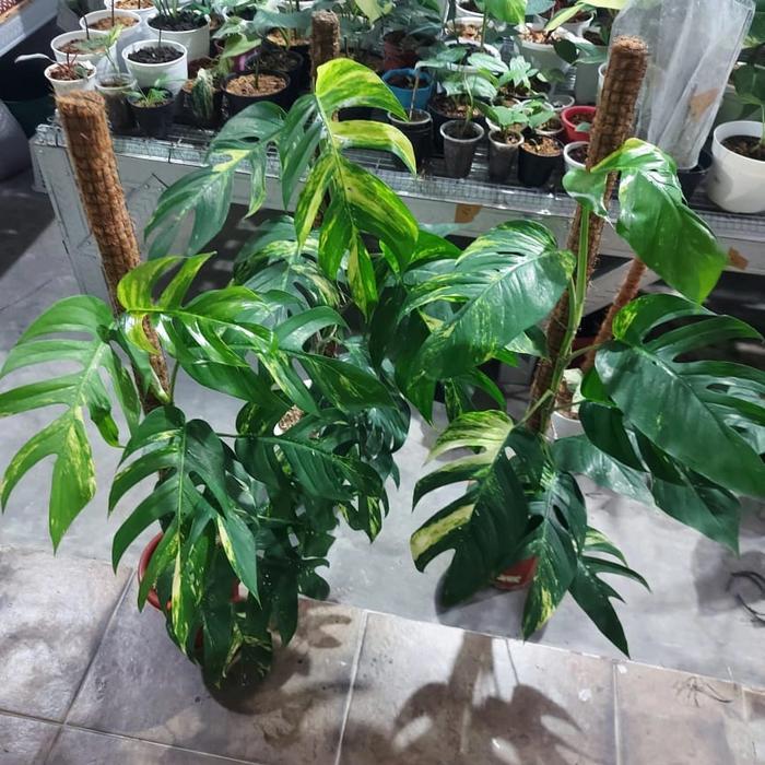 pohon monstera epip kujang varigata