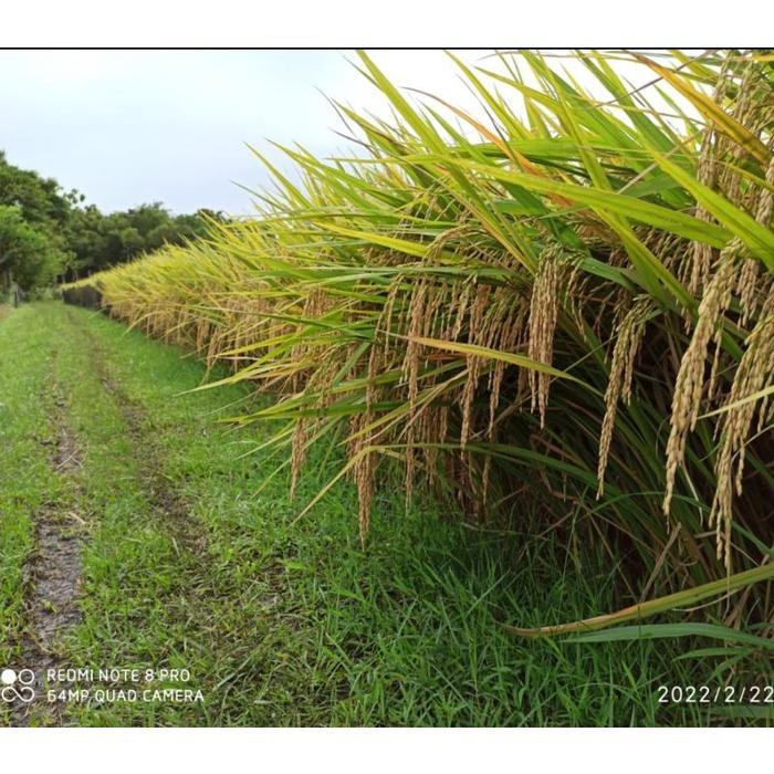 Benih Padi Unggul TriSultan 5 Kg