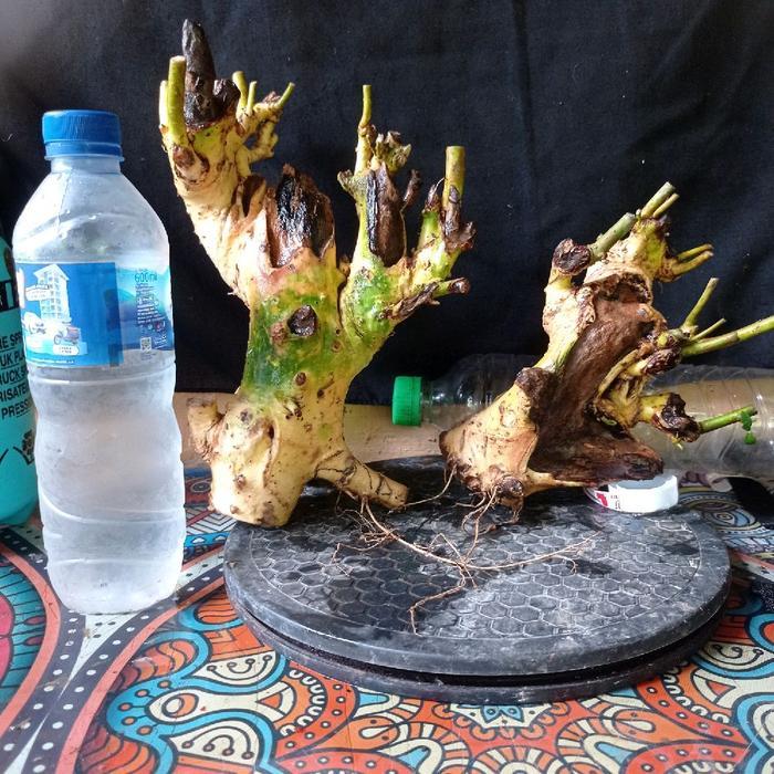 Bahan bonsai dongkelan serut, cancang karakter unik dan bagus