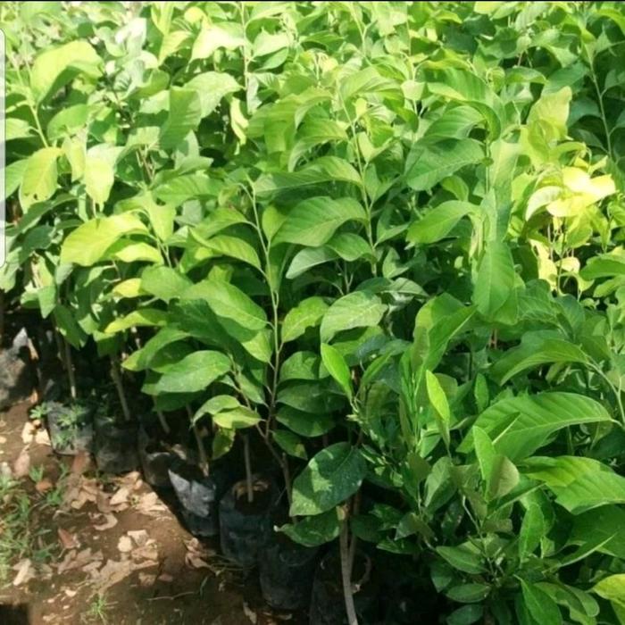 tanaman buah srikaya // pohon buah srikaya