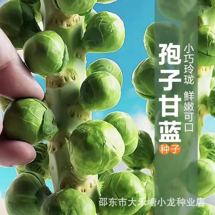 Benih Kubis Mini Brussel Hijau Import (20 biji)