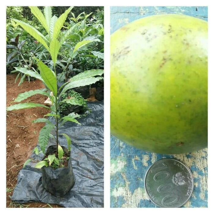 Abiu(Sawo Australia)