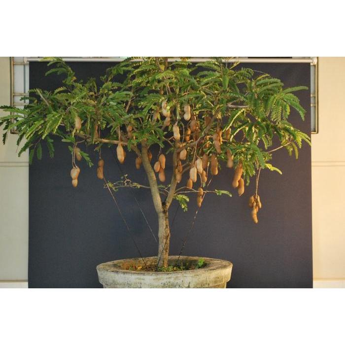 biji/benih/bibit bonsai buah asam jawa