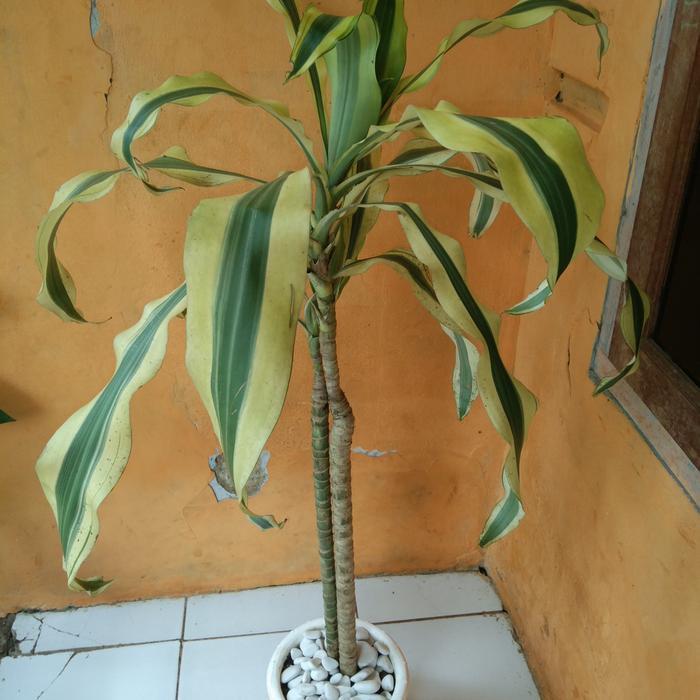 Paket pohon hanjuang