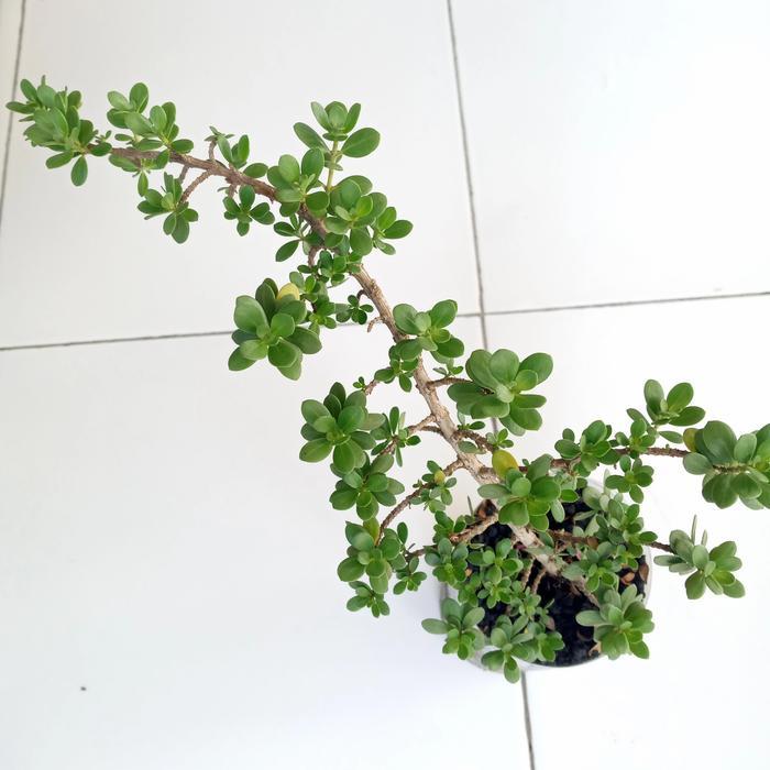 Bahan bonsai santigi