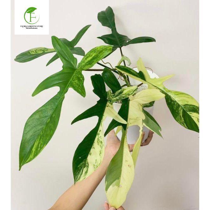 Diskon Tanaman Hias Philodendron Flobe Variegata - Florida Beauty Variegata