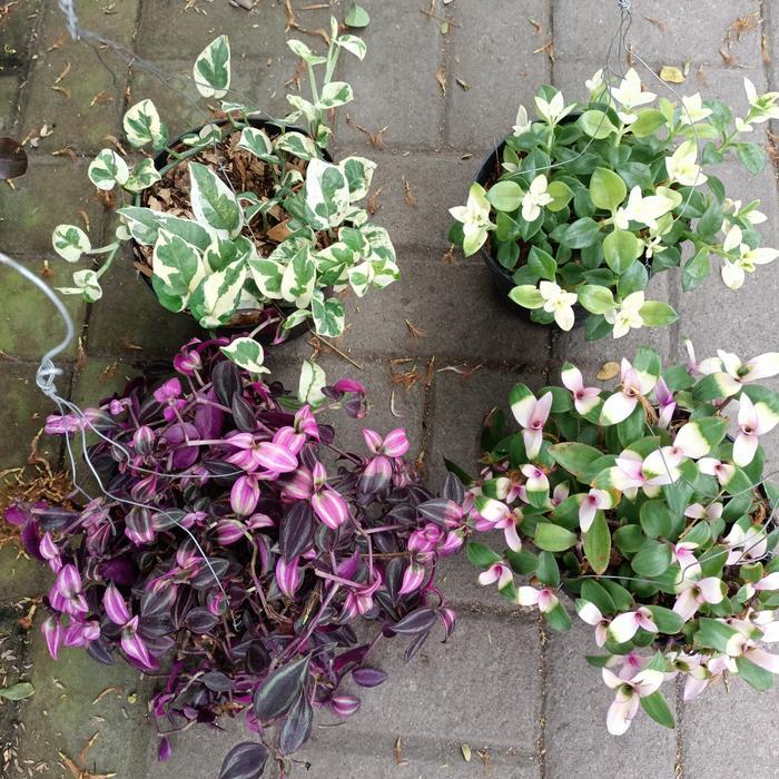 tanaman gantung paket 4